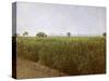 Wheat field near Luxor, Egypt-English Photographer-Stretched Canvas