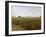 Wheat field near Luxor, Egypt-English Photographer-Framed Giclee Print