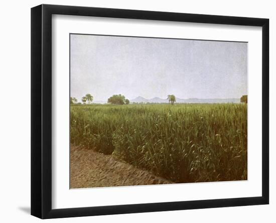 Wheat field near Luxor, Egypt-English Photographer-Framed Giclee Print