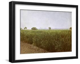 Wheat field near Luxor, Egypt-English Photographer-Framed Giclee Print