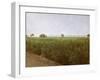 Wheat field near Luxor, Egypt-English Photographer-Framed Giclee Print