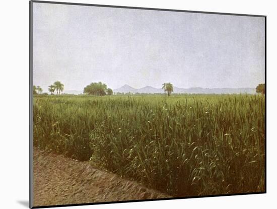 Wheat field near Luxor, Egypt-English Photographer-Mounted Giclee Print