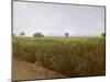 Wheat field near Luxor, Egypt-English Photographer-Mounted Giclee Print