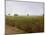 Wheat field near Luxor, Egypt-English Photographer-Mounted Giclee Print