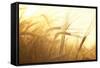 Wheat Field on the Background of the Setting Sun-Volokhatiuk-Framed Stretched Canvas