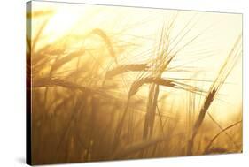 Wheat Field on the Background of the Setting Sun-Volokhatiuk-Stretched Canvas