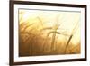 Wheat Field on the Background of the Setting Sun-Volokhatiuk-Framed Photographic Print