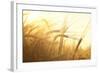 Wheat Field on the Background of the Setting Sun-Volokhatiuk-Framed Photographic Print