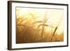 Wheat Field on the Background of the Setting Sun-Volokhatiuk-Framed Photographic Print