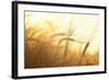 Wheat Field on the Background of the Setting Sun-Volokhatiuk-Framed Photographic Print