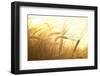 Wheat Field on the Background of the Setting Sun-Volokhatiuk-Framed Photographic Print