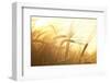 Wheat Field on the Background of the Setting Sun-Volokhatiuk-Framed Photographic Print