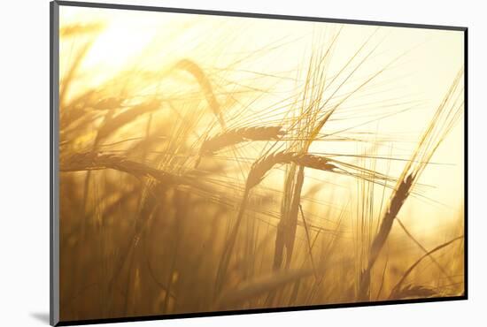 Wheat Field on the Background of the Setting Sun-Volokhatiuk-Mounted Photographic Print