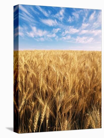 Wheat Field, Oregon, USA-Stuart Westmorland-Stretched Canvas