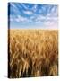 Wheat Field, Oregon, USA-Stuart Westmorland-Stretched Canvas