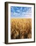 Wheat Field, Oregon, USA-Stuart Westmorland-Framed Photographic Print