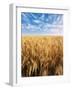 Wheat Field, Oregon, USA-Stuart Westmorland-Framed Photographic Print