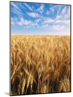 Wheat Field, Oregon, USA-Stuart Westmorland-Mounted Photographic Print