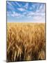 Wheat Field, Oregon, USA-Stuart Westmorland-Mounted Photographic Print