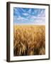 Wheat Field, Oregon, USA-Stuart Westmorland-Framed Photographic Print