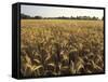 Wheat Field Ready for Harvesting, Louisville, Kentucky, USA-Adam Jones-Framed Stretched Canvas