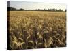 Wheat Field Ready for Harvesting, Louisville, Kentucky, USA-Adam Jones-Stretched Canvas