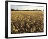 Wheat Field Ready for Harvesting, Louisville, Kentucky, USA-Adam Jones-Framed Photographic Print
