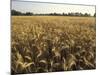 Wheat Field Ready for Harvesting, Louisville, Kentucky, USA-Adam Jones-Mounted Photographic Print