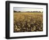 Wheat Field Ready for Harvesting, Louisville, Kentucky, USA-Adam Jones-Framed Photographic Print