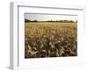 Wheat Field Ready for Harvesting, Louisville, Kentucky, USA-Adam Jones-Framed Photographic Print