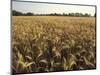 Wheat Field Ready for Harvesting, Louisville, Kentucky, USA-Adam Jones-Mounted Photographic Print