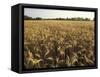 Wheat Field Ready for Harvesting, Louisville, Kentucky, USA-Adam Jones-Framed Stretched Canvas