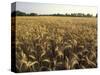 Wheat Field Ready for Harvesting, Louisville, Kentucky, USA-Adam Jones-Stretched Canvas