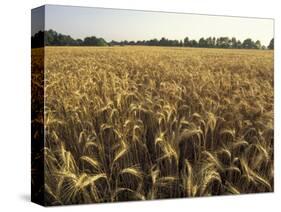 Wheat Field Ready for Harvesting, Louisville, Kentucky, USA-Adam Jones-Stretched Canvas