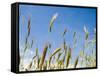 Wheat Field, Siena Province, Tuscany, Italy-Nico Tondini-Framed Stretched Canvas