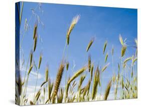 Wheat Field, Siena Province, Tuscany, Italy-Nico Tondini-Stretched Canvas