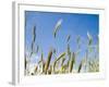 Wheat Field, Siena Province, Tuscany, Italy-Nico Tondini-Framed Photographic Print