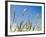 Wheat Field, Siena Province, Tuscany, Italy-Nico Tondini-Framed Photographic Print