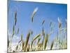 Wheat Field, Siena Province, Tuscany, Italy-Nico Tondini-Mounted Photographic Print