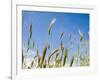 Wheat Field, Siena Province, Tuscany, Italy-Nico Tondini-Framed Photographic Print