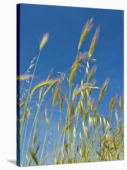 Wheat Field, Siena Province, Tuscany, Italy-Nico Tondini-Stretched Canvas