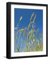 Wheat Field, Siena Province, Tuscany, Italy-Nico Tondini-Framed Photographic Print