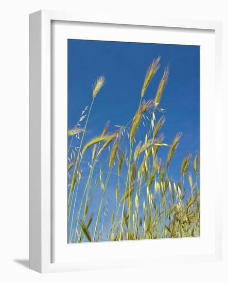 Wheat Field, Siena Province, Tuscany, Italy-Nico Tondini-Framed Photographic Print