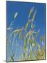 Wheat Field, Siena Province, Tuscany, Italy-Nico Tondini-Mounted Photographic Print