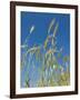 Wheat Field, Siena Province, Tuscany, Italy-Nico Tondini-Framed Photographic Print