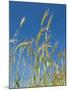 Wheat Field, Siena Province, Tuscany, Italy-Nico Tondini-Mounted Photographic Print