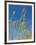 Wheat Field, Siena Province, Tuscany, Italy-Nico Tondini-Framed Photographic Print