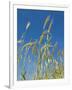 Wheat Field, Siena Province, Tuscany, Italy-Nico Tondini-Framed Photographic Print