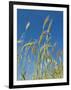 Wheat Field, Siena Province, Tuscany, Italy-Nico Tondini-Framed Photographic Print