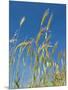 Wheat Field, Siena Province, Tuscany, Italy-Nico Tondini-Mounted Photographic Print